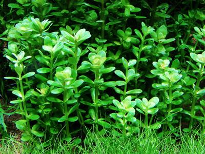 rotala indica